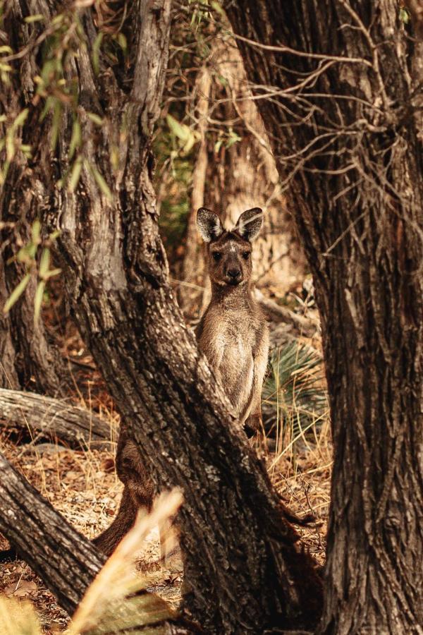 Bussells Bushland Cottages Margaret River Exterior foto
