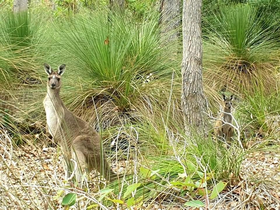 Bussells Bushland Cottages Margaret River Exterior foto