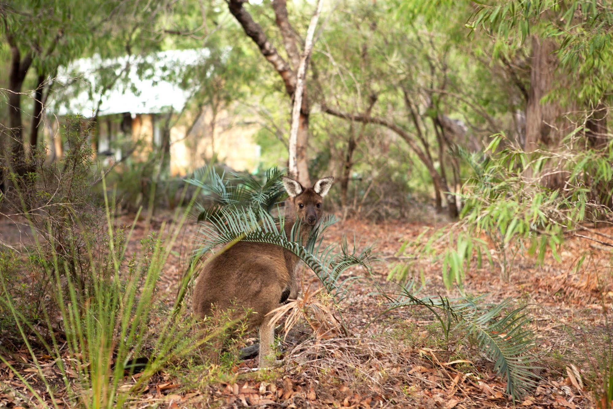Bussells Bushland Cottages Margaret River Exterior foto